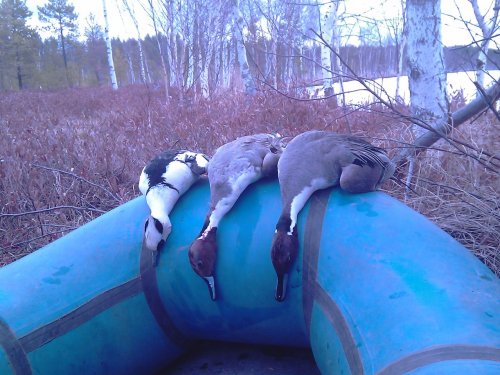 Парочка и залетный