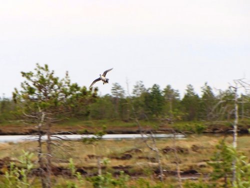 "Шило".