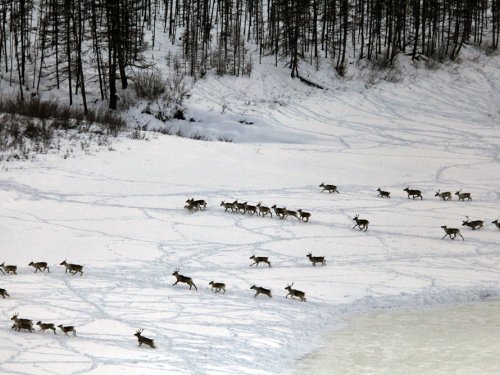 Олени в спутниковом «прицеле»