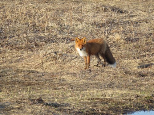Вечерком