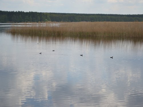 Лысухи.