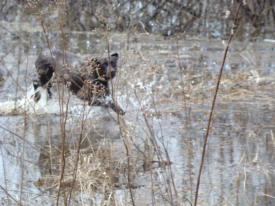 Погоня