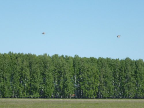 Шилки