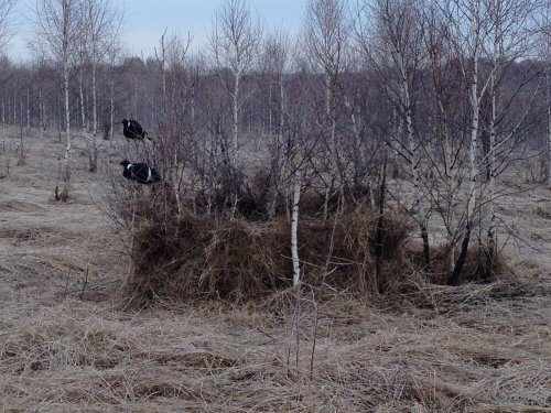 Крещение чучелов
