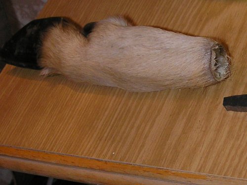 Нож с рукояткой из ноги косули