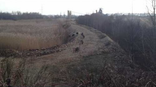 Кабанья семья