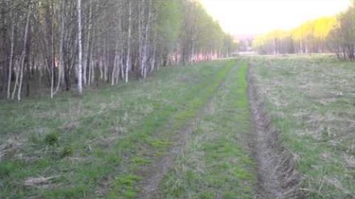 русские пегие гончие гоняют зайца беляка 2
