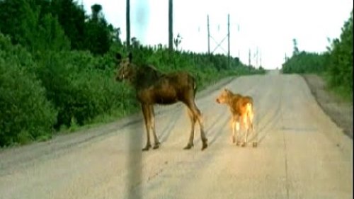 Лосиха с лосенком переходят дорогу. CANADA IN THE ROUGH. HUNTER_TV