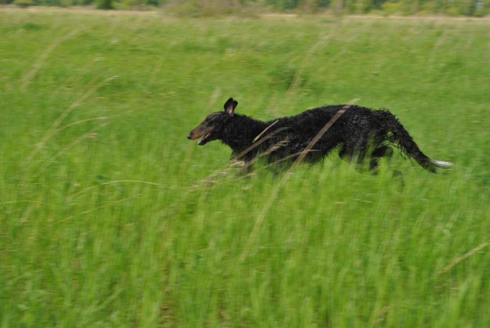 Хлестай