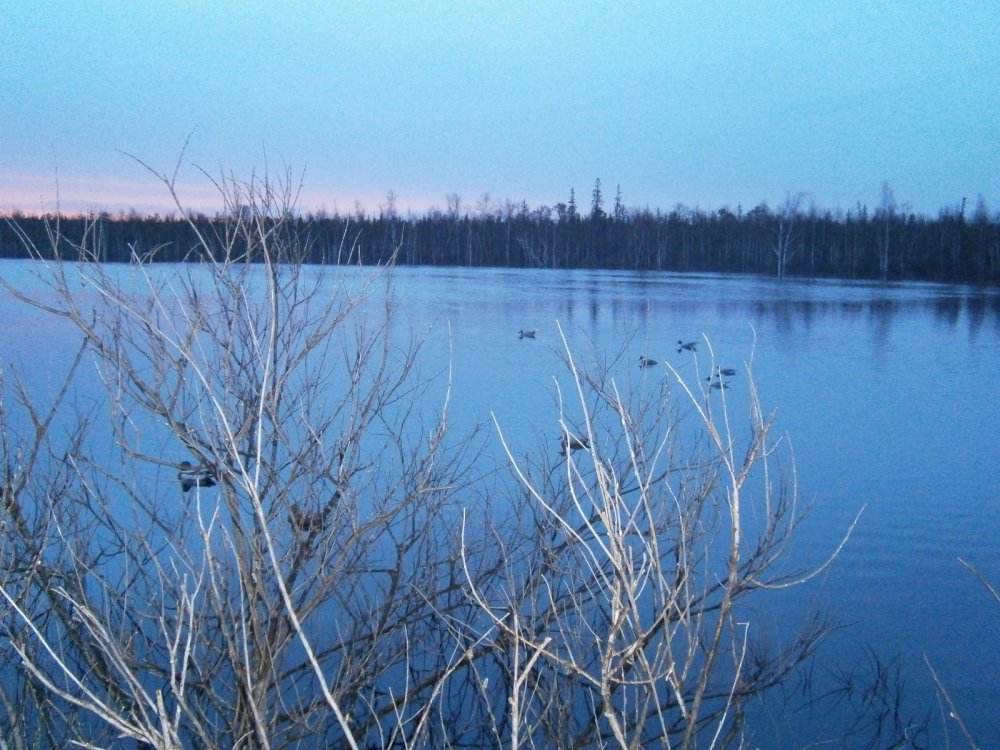 зорька