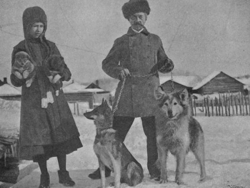 Охота на медведей в Сибири с лайками