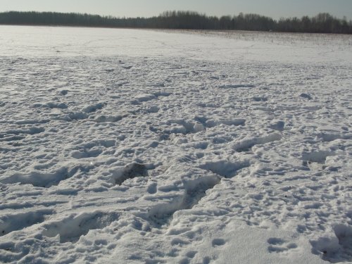 Зайки жировали