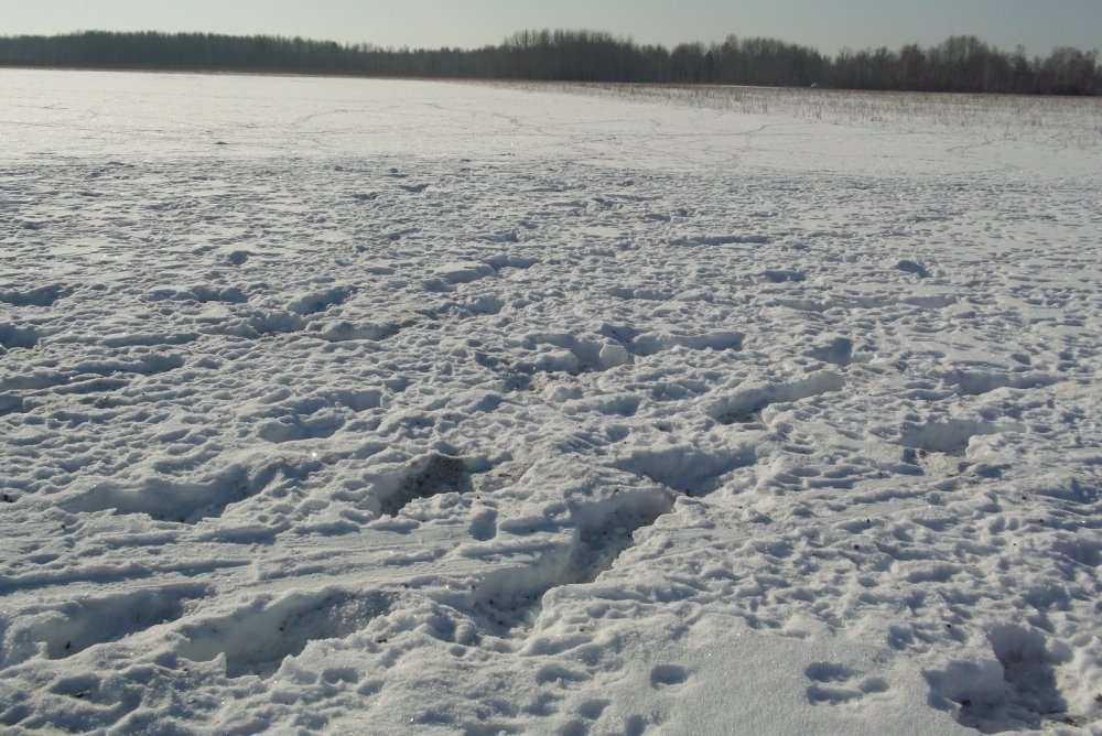 Зайки жировали