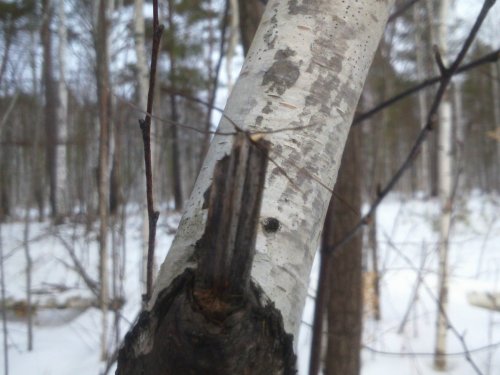 Лосик зацепился