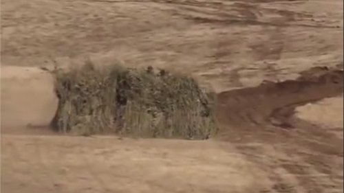 Японский боевой куст