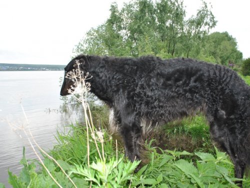 Хлестай