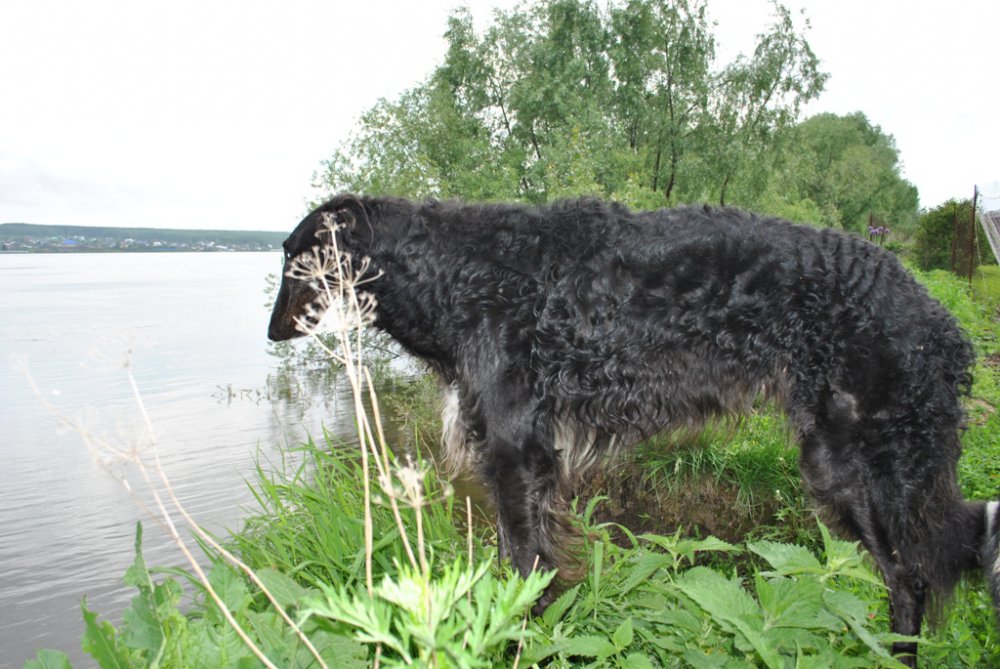 Хлестай