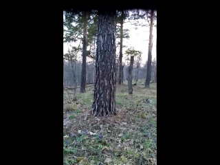 заяц весной