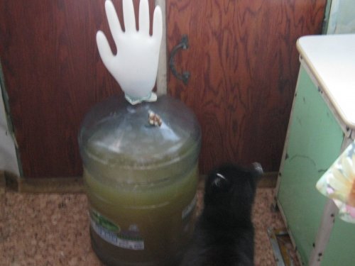 Медовуха