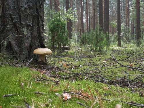 Гриб.