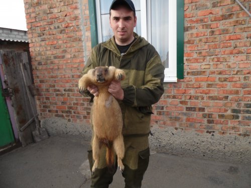 Байбак