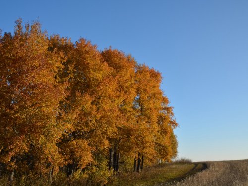 Осенние зарисовки 2014 (2)