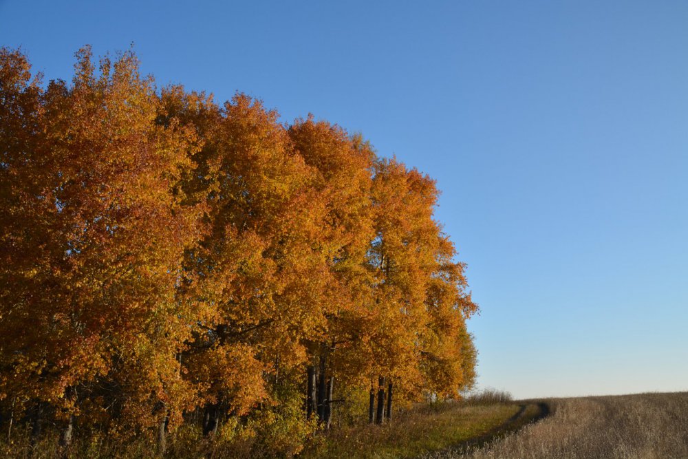 Осенние зарисовки 2014 (2)