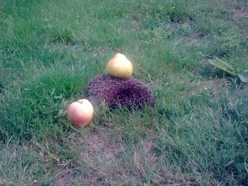 Постоянный житель на даче))))