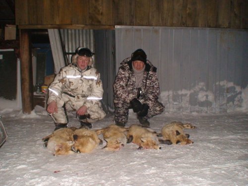Рыжие плутовки