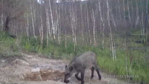 Кабаны на солонце