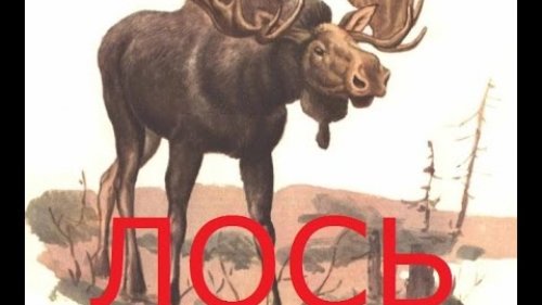 Лось.