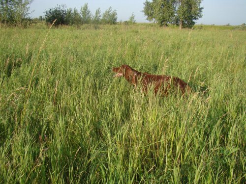 В натаске.