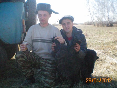 рабочий пес