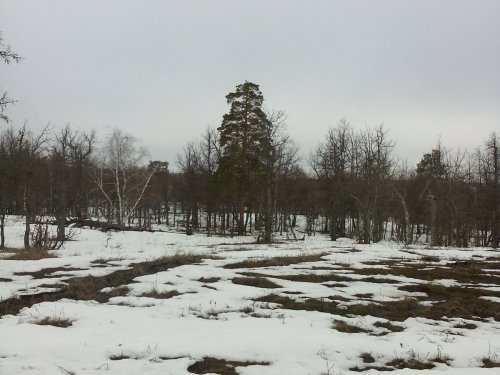 весна в лесу