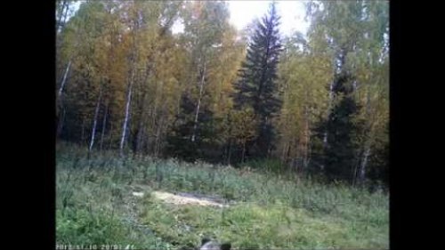Животные нашего охотхозяйства