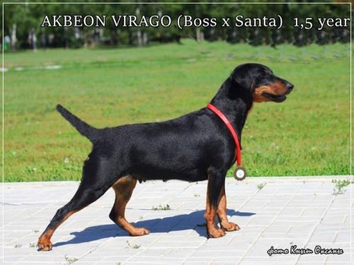 Акбеон Вираго
