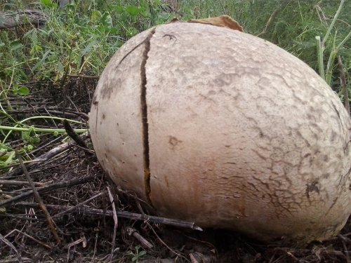 И что вы думаете об этом.