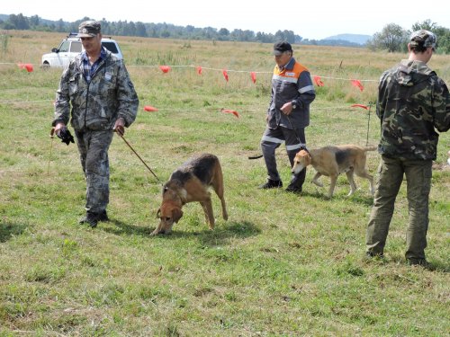 осинниковская городская выводка