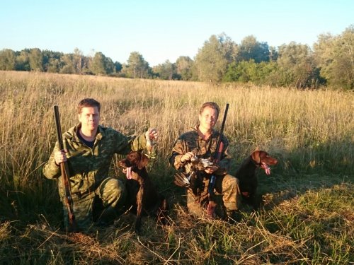 С собачками