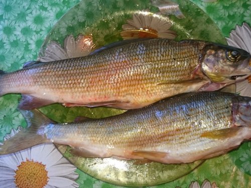 хариус