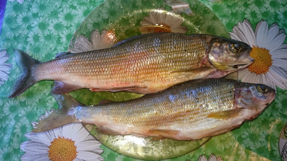 хариус