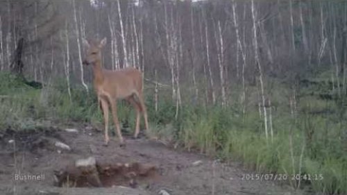 Самка сибирской косули на солонце