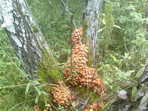 Собирайте опята)