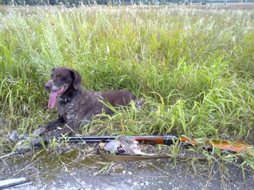 Открылся по полевой