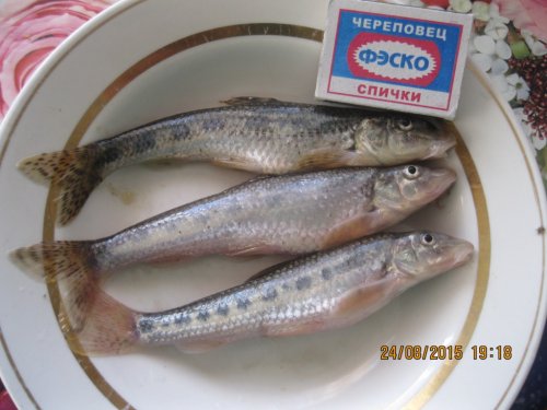 Вот такие пескари