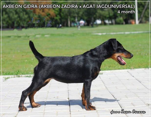 Акбеон Гидра