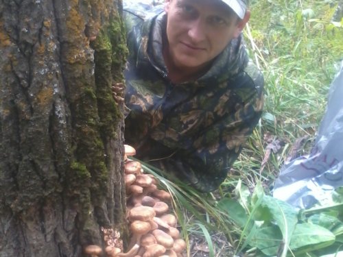 Вот и опята у нас пошли.