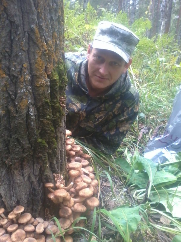 Вот и опята у нас пошли.