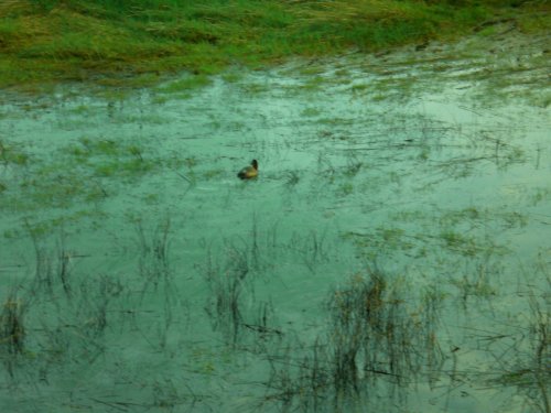 красноголовый