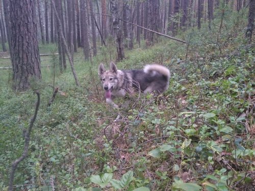 Скатился с горки